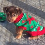 Buy a Jack Russell Dog