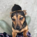 Black Tan Jack Russell