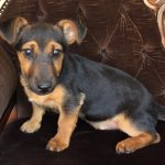 Buy Chocolate Jack Russells