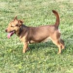 Buy Jack Russell Puppies Hants