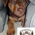 Buy Jack Russells Hampshire