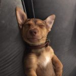 Cute Jack Russell