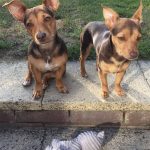 Jack Russell Breeder Hampshire