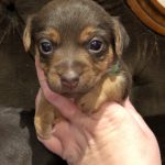 Jack Russell Breeders