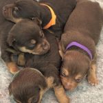 Jack Russell Litter Hampshire