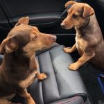 Jack Russell Litters Hampshire