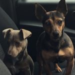 Jack Russell Puppies For Sale Hampshire