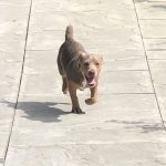 Jack Russell Terriers For Sale