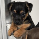 Jack Russells Puppies to Buy