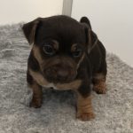 Local Jack Russell Breeder