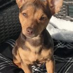 Puppy Jack Russell