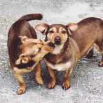 Where to buy Jack Russells