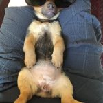 Where to find Jack Russell Puppy