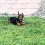 Jack Russell Puppy for Sale