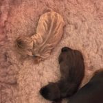 Jack Russell Puppies for Sale Near Me