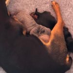 Jack Russell Puppies for Sale Nearby