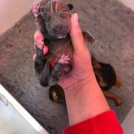Unique Jack Russell Puppies for Sale