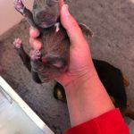 Rare Colour Jack Russell Puppies for Sale