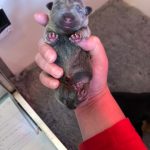 Rare Jack Russell Puppies for Sale
