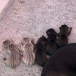 Tan & Black Jack Russell Puppies for Sale