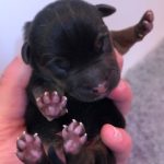Lilac Jack Russell Puppies for Sale