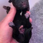 Local Jack Russell Puppies for Sale