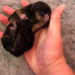 New Jack Russell Puppy for Sale