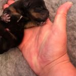 New Jack Russell Puppies for Sale