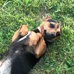 Jack Russell Puppies for Sale Now