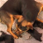 Jack Russell Puppy for Sale