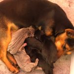 Jack Russell Puppies for Sale