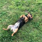 Jack Russell Puppies for Sale - Black & Tan