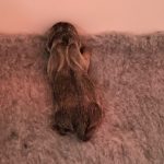 Jack Russell Puppies for Sale - Lilac