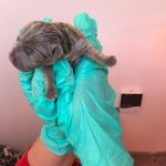Rare Lilac Jack Russell Puppies for Sale