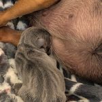 Hampshire Jack Russell Puppies for Sale