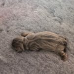 Jack Russell Puppies for Sale Hampshire