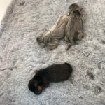 Jack Russell Puppies for Sale Locally