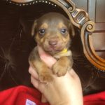 How much are Jack Russell Puppies?