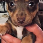 Jack Russells for Sale