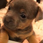 Chocolate Coloured Jack Russells