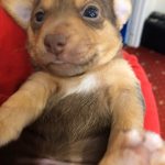 Local Jack Russell Suppliers