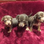 Local Jack Russell Breeder