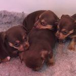 Litter of Jack Russells