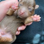 Jack Russells For Sale