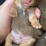 Jack Russell Pups For Sale