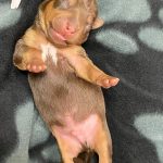 Buy Jack Russell Pups Now
