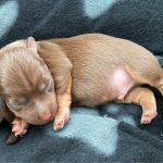 How much is a jack russell puppy