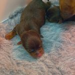 Jack Russells For Sale Hants