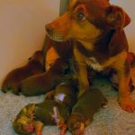 Rare Coloured Jack Russell Puppies