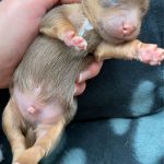 Jack Russells For Sale Hampshire